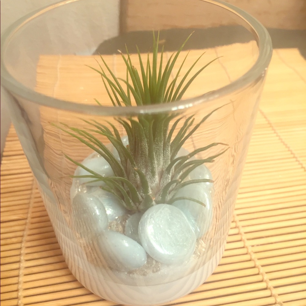 Airplant display